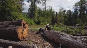 Best Root Management and Removal  in Croton On Hudson, NY