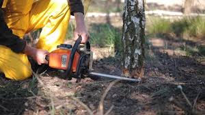 Best Tree Disease Treatment  in Croton On Hudson, NY