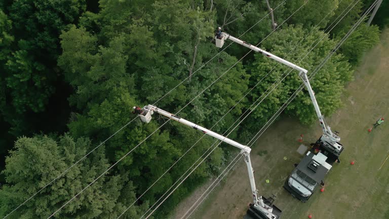 Best Tree Preservation Services  in Croton On Hudson, NY