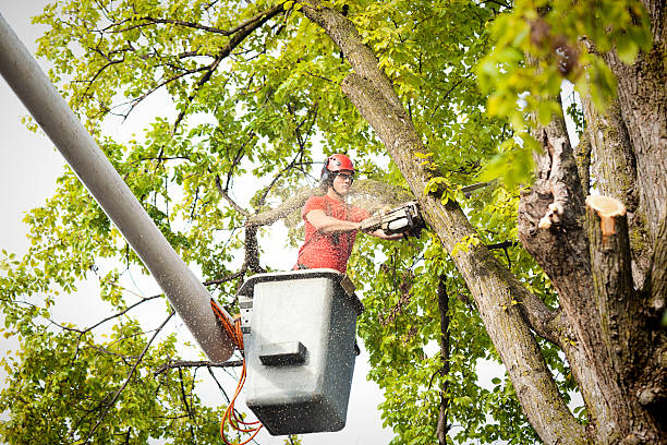 Best Palm Tree Trimming  in Croton On Hudson, NY