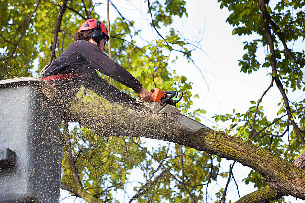 Best Lawn Renovation and Restoration  in Croton On Hudson, NY